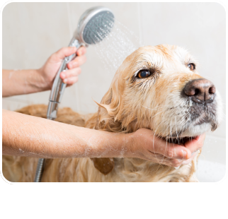 /pet-supplies/dogs-16275/grooming-23314?sort[by]=new_arrivals